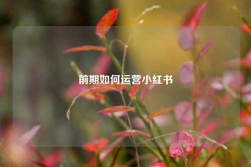 前期如何运营小红书