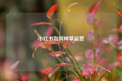 小红书如何种草运营